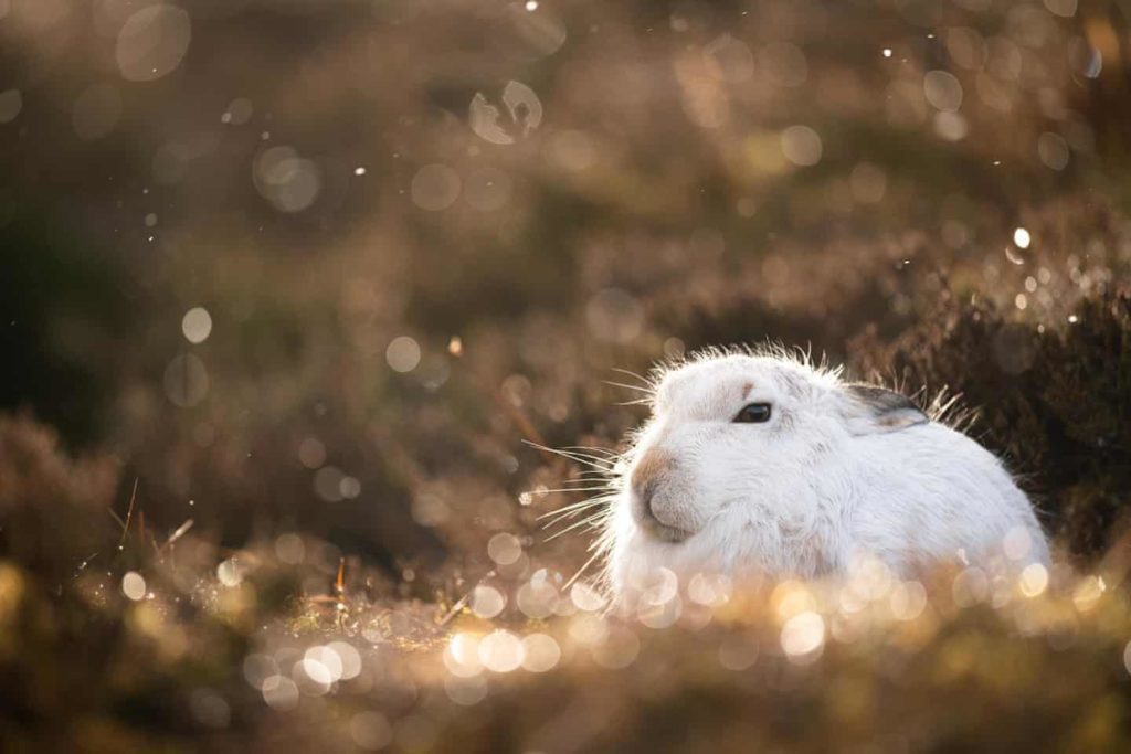 Highly Commended - Mountain Hare Golden Light by Joshua Copping - The Mammal Society - Mammal Photography Competition 2020 - All Winners and Commendations - Conjour World - Animals Have Stories