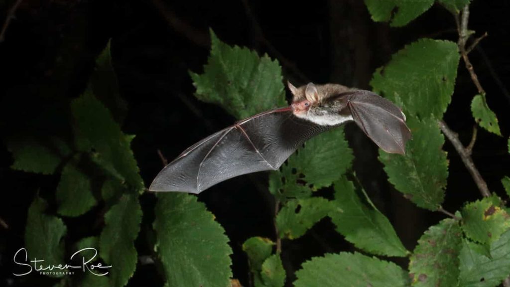 Highly Commended - Natterers Bat by Steven Roe - The Mammal Society - Mammal Photography Competition 2020 - All Winners and Commendations - Conjour World - Animals Have Stories