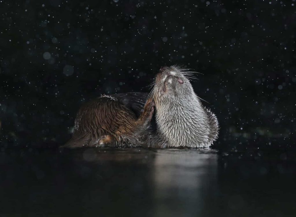 Highly Commended - Otter Scratching by Mary Wild - The Mammal Society - Mammal Photography Competition 2020 - All Winners and Commendations - Conjour World - Animals Have Stories