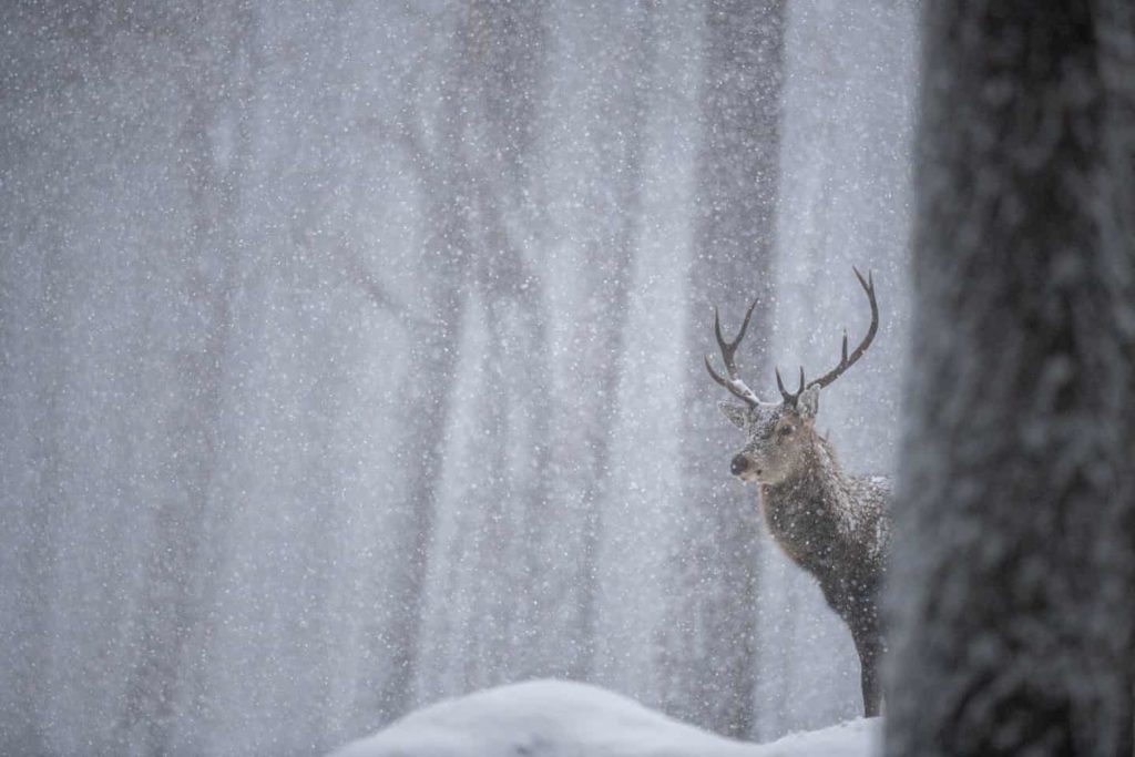 Highly Commended - Red Deer Stag in the Snow by Joshua Copping - The Mammal Society - Mammal Photography Competition 2020 - All Winners and Commendations - Conjour World - Animals Have Stories