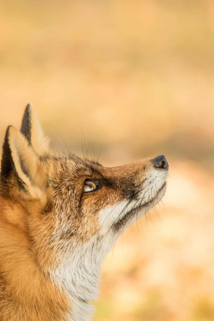 Highly Commended - Red Fox by Becca Fulcher - The Mammal Society - Mammal Photography Competition 2020 - All Winners and Commendations - Conjour World - Animals Have Stories