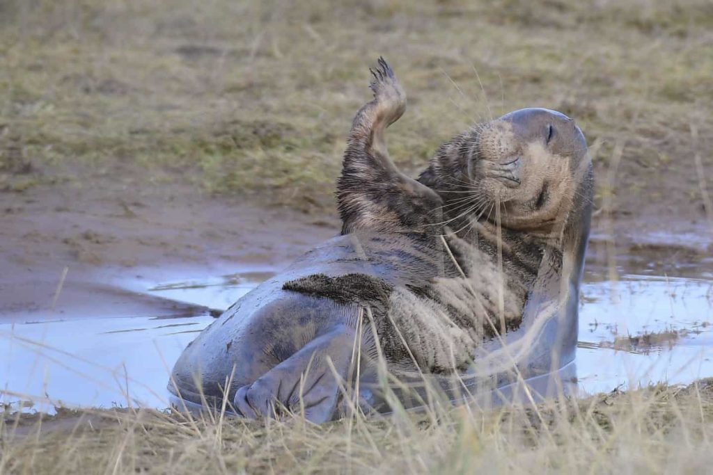 Mammal Comedian Award Winner - Grey Seal by Philip Ryan - The Mammal Society - Mammal Photography Competition 2020 - All Winners and Commendations - Conjour World - Animals Have Stories