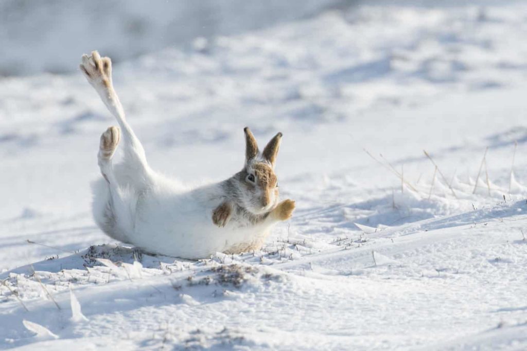 Mammal Photographer of the Year Runner Up - Rolling Mountain Hare by Kate MacRae - The Mammal Society - Mammal Photography Competition 2020 - All Winners and Commendations - Conjour World - Animals Have Stories