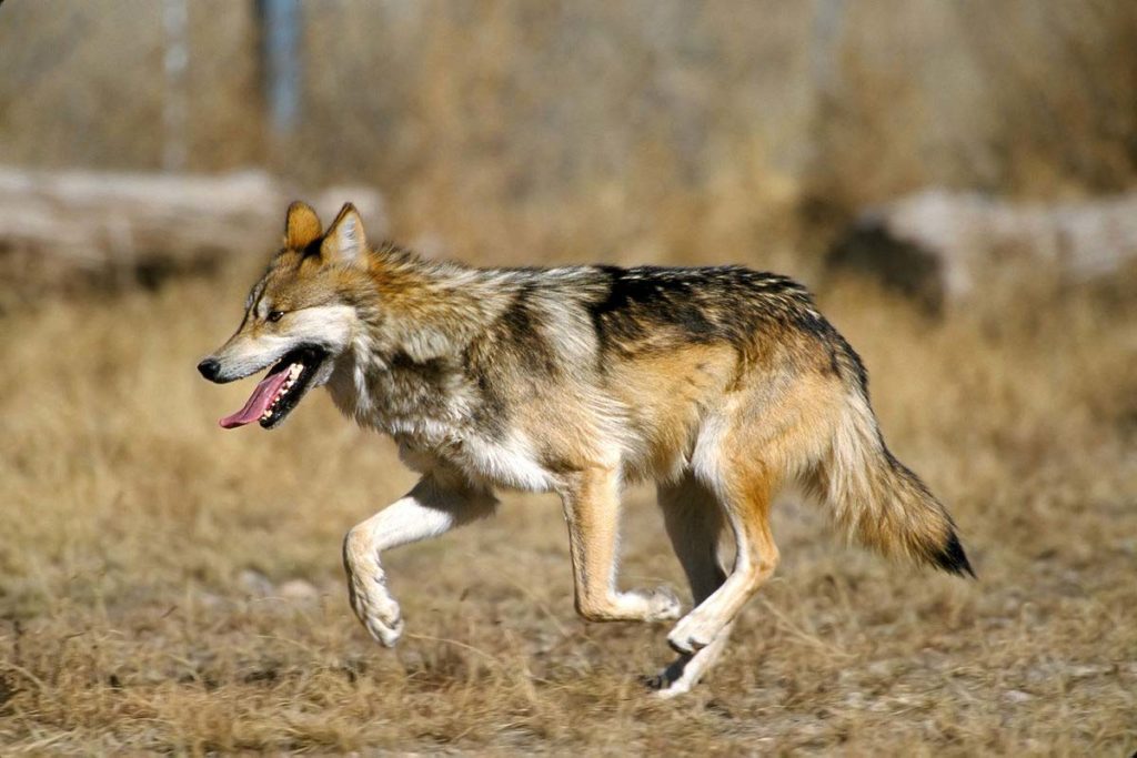 Mexican grey wolf running, conjour, species profile, mexican wolf