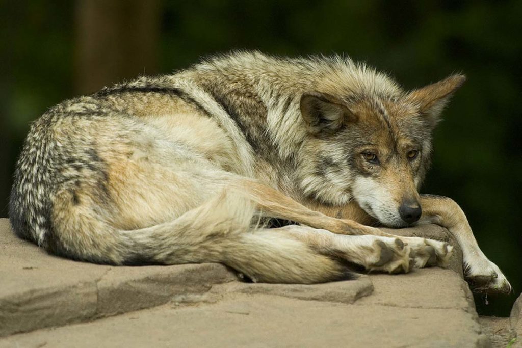 Mexican grey wolf sitting, conjour, species profile, mexican wolf