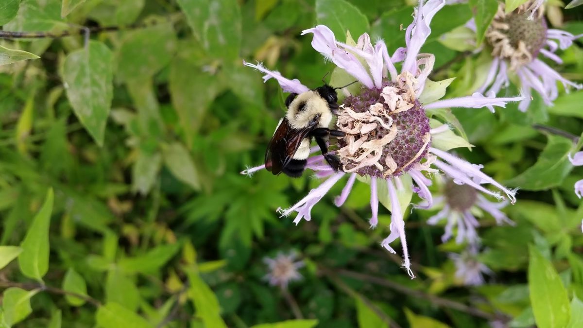 Rusty Patched Bumble Bee Conjour Conservation Article