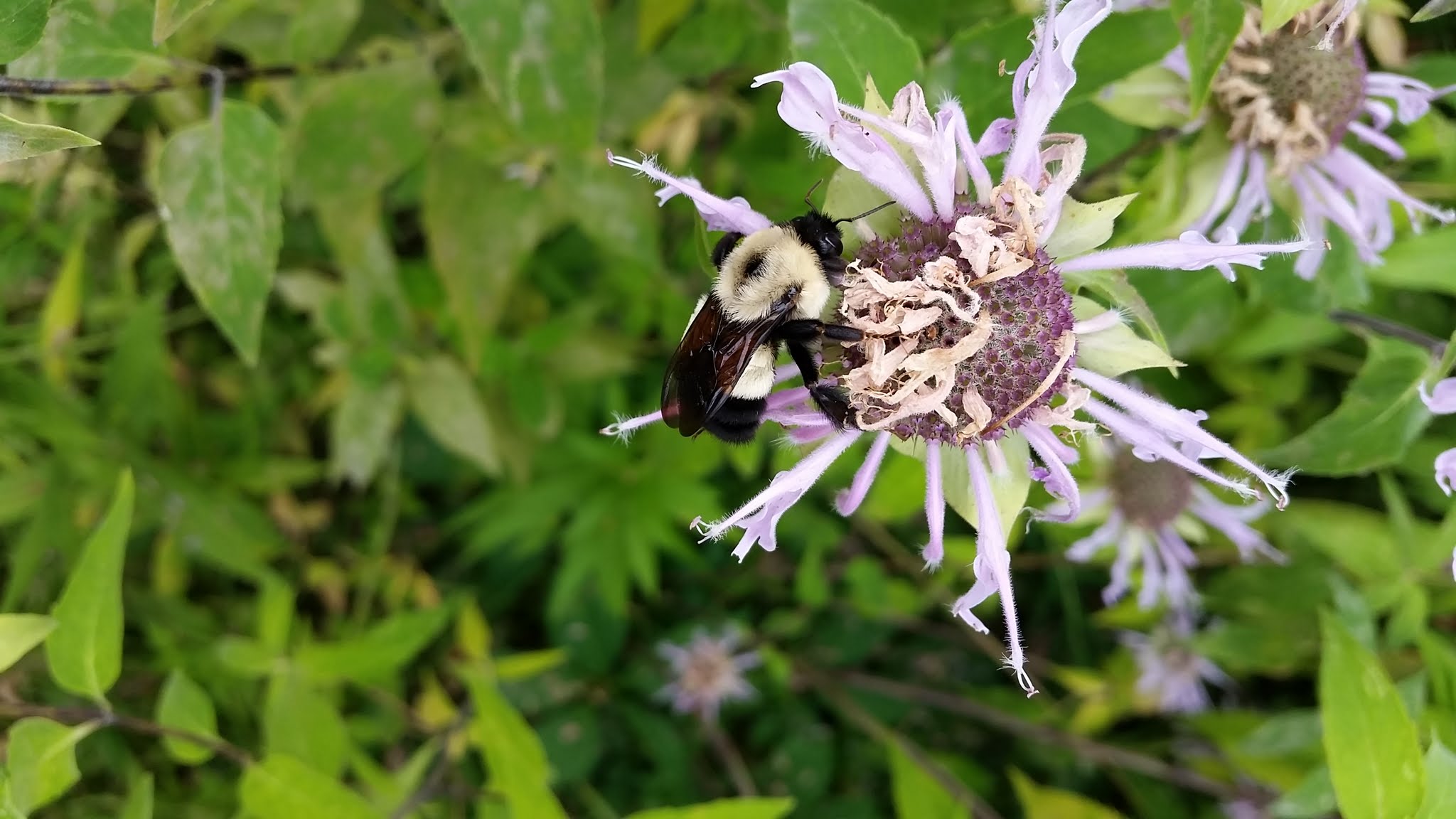 Rusty Patched Bumble Bee Conjour Conservation Article Single