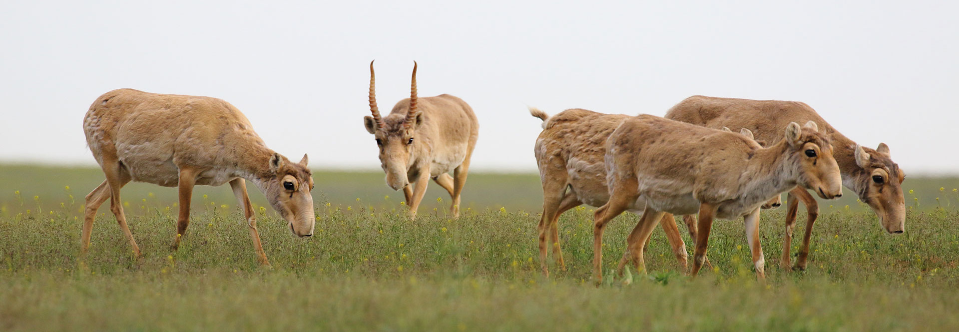 Saiga Antelope - Conjour Conservation Species Report - Group of Saiga - 5