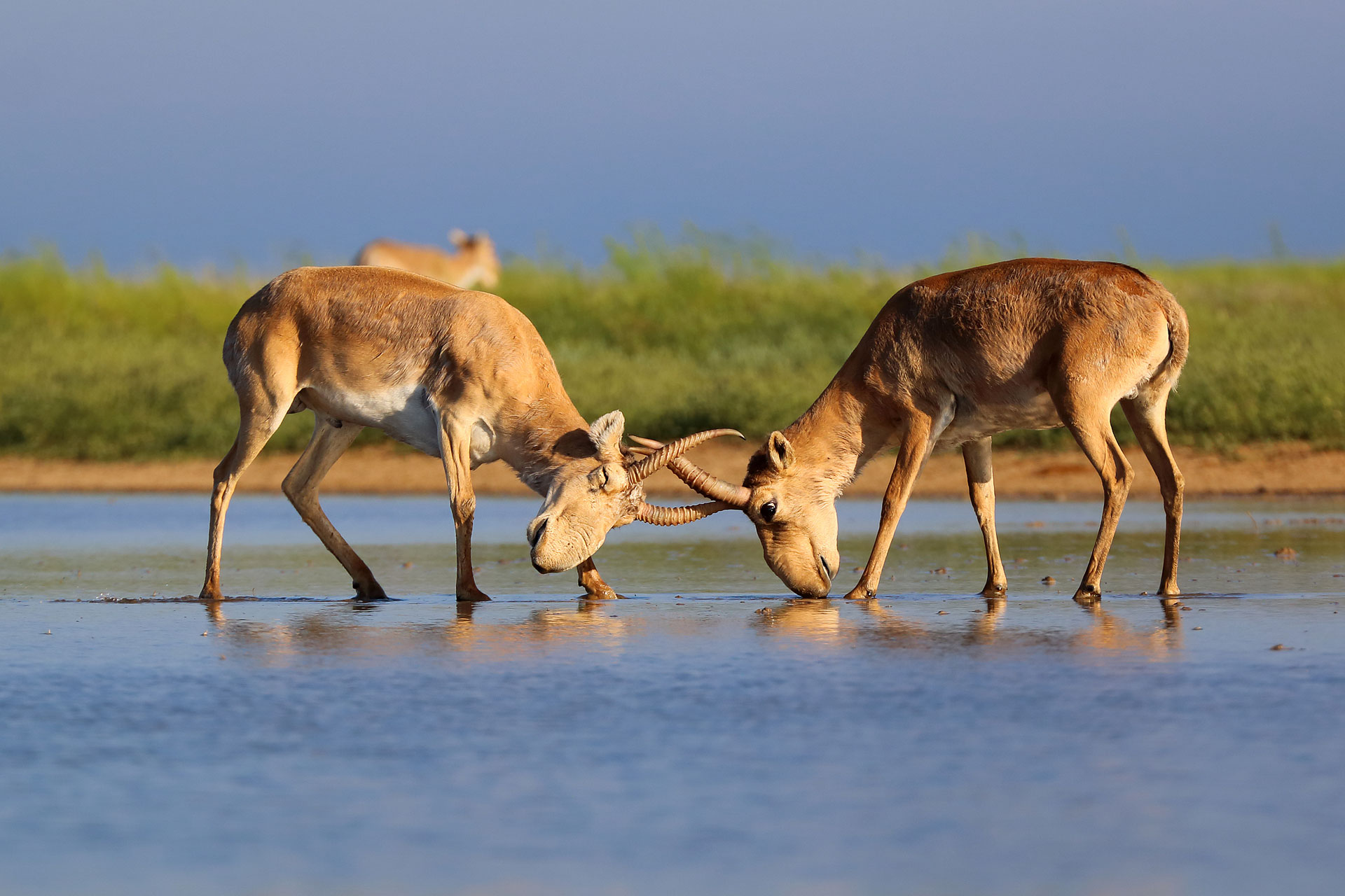 Saiga Antelope - Conjour Conservation Species Report - Two Bulls Fighting - 1