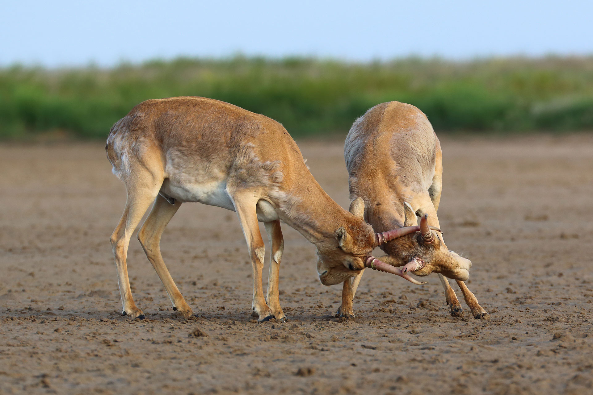 Saiga Antelope - Conjour Conservation Species Report - Two Bulls Fighting - 4