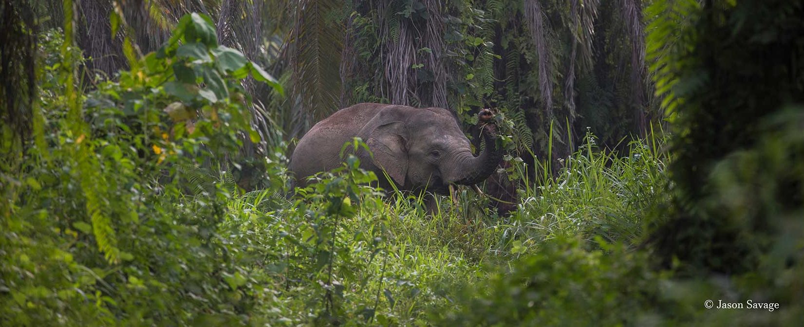 Sumatran-elephant-Conjour-1