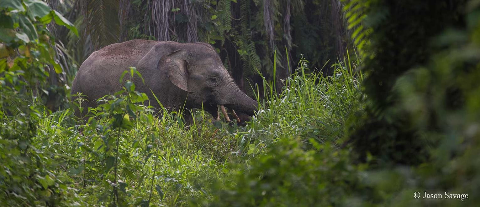Sumatran-elephant-Conjour-3