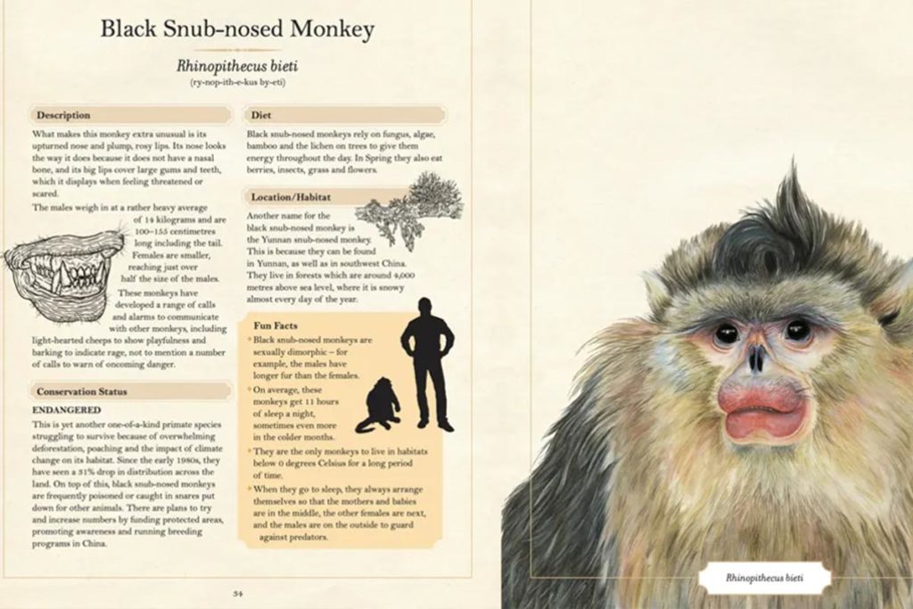 The Illustrated Encyclopaedia of Ugly Animals - Conjour - Book Review - Sami Bayly - 1