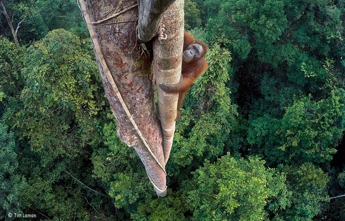 Tim Laman - Wildlife Photographer of the Year - Grand Title winner - Conjour Editorial-min