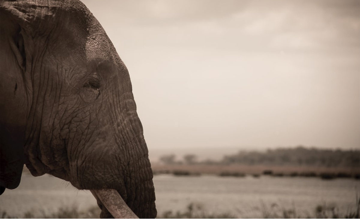 Bee-Elle Photography - Elephant - Conjour Wildlife Photography