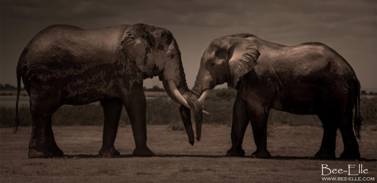 Bee-Elle Photography - Elephant - Conjour Wildlife Photography