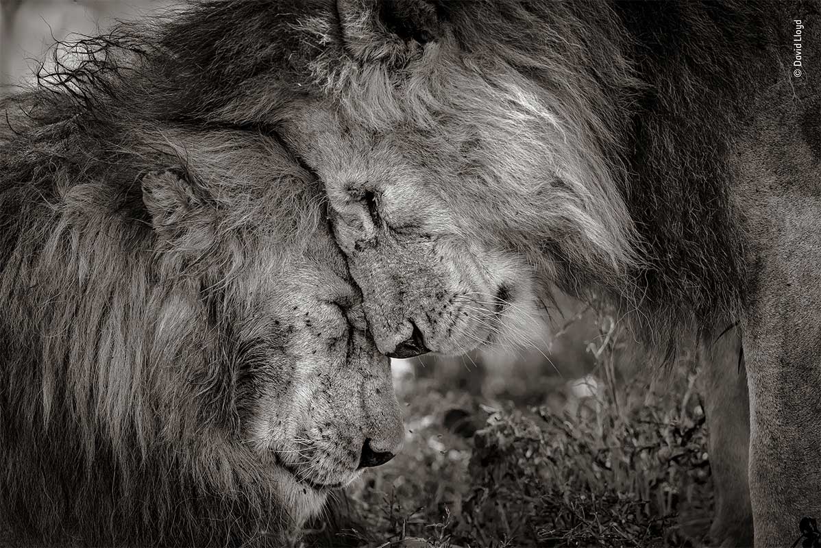 WPY19 - Conjour - Male Lions - David Lloyd