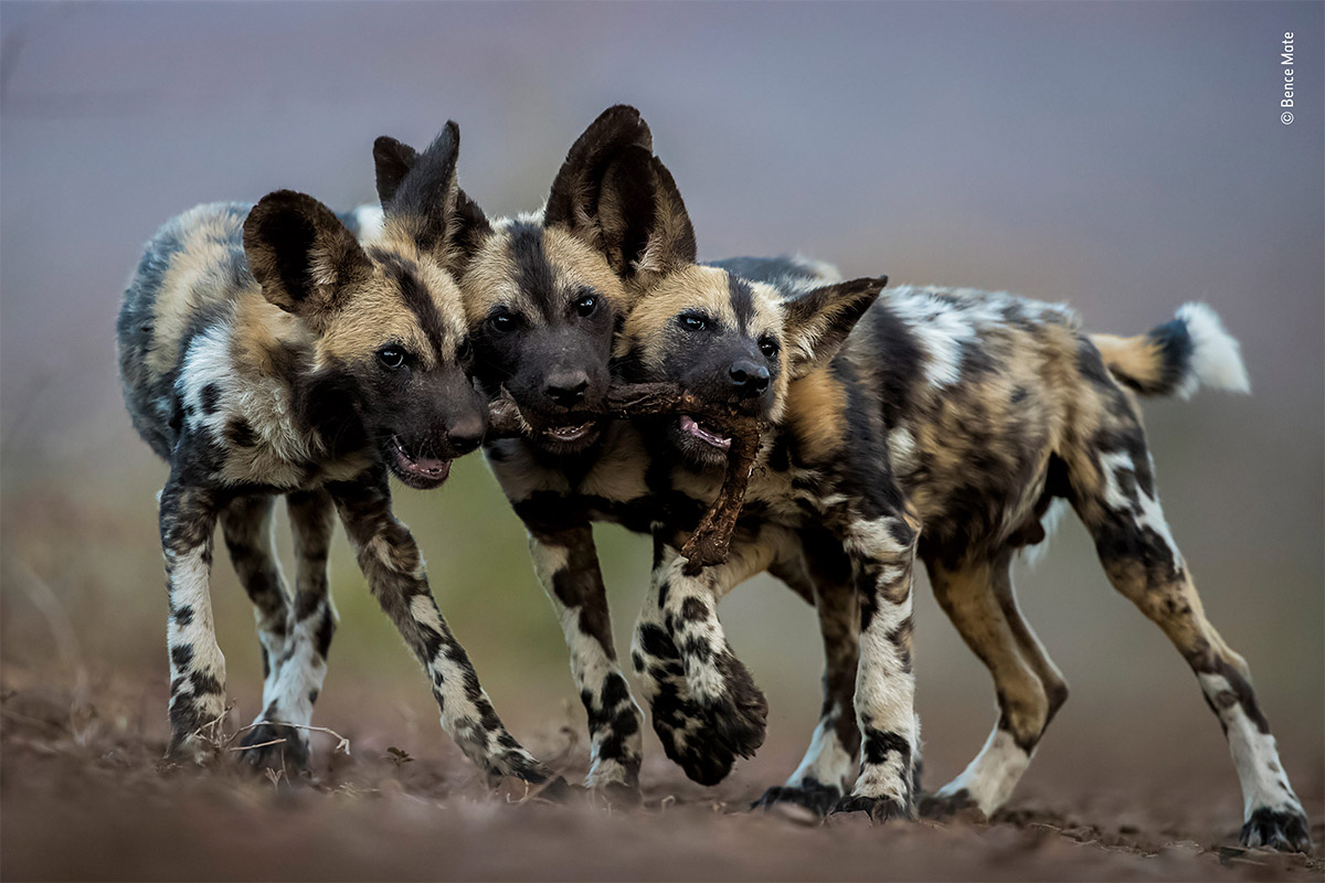 WPY19 - Conjour - Wild Dogs - Bence Mate