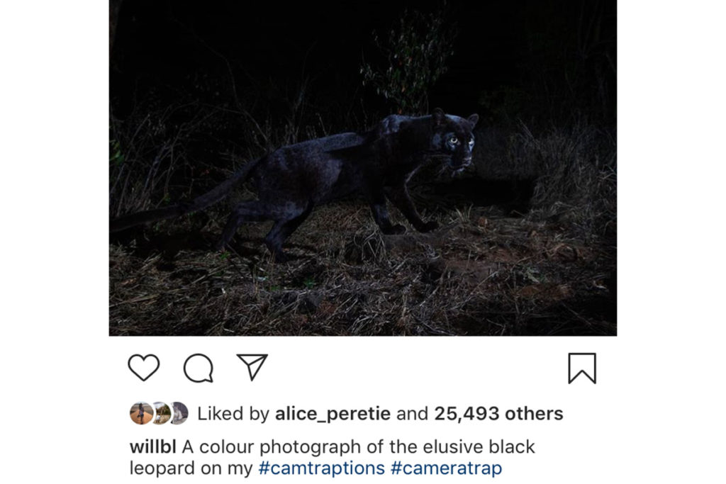 Melanistic Leopard - Will Burrard-Lucas - Conjour Wildlife Photography