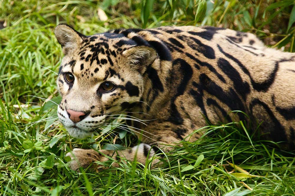 Clouded leopard - Panthera - Conjour