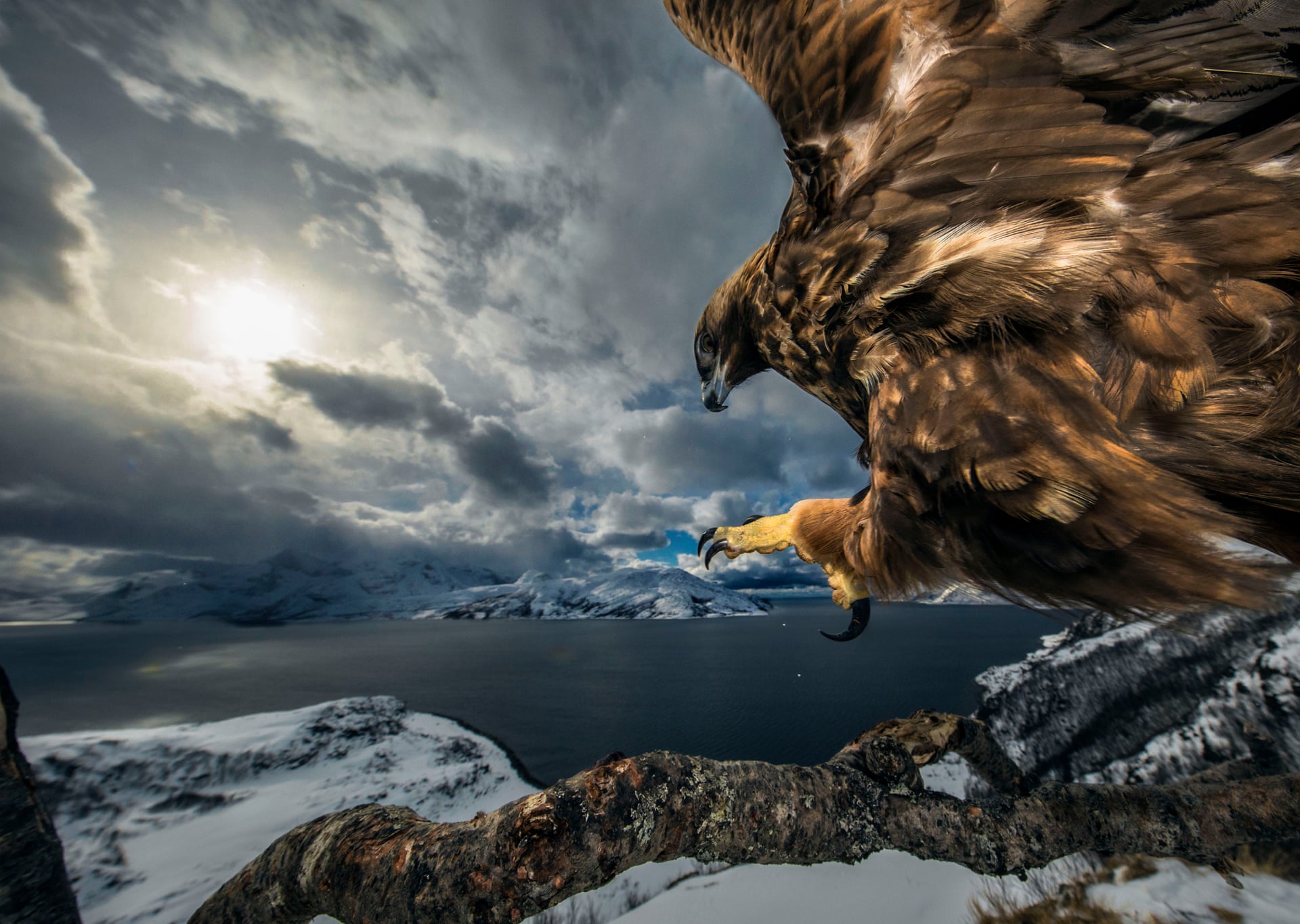 Conjour - Wildlife Photographer of the Year 2019 - Natural History Museum - Wildlife Photography - Animals have stories