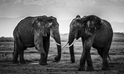 Wild Africa - Laurent Baheux - Kenya - Elephants - The Road Is Closed