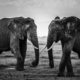 Wild Africa - Laurent Baheux - Kenya - Elephants - The Road Is Closed