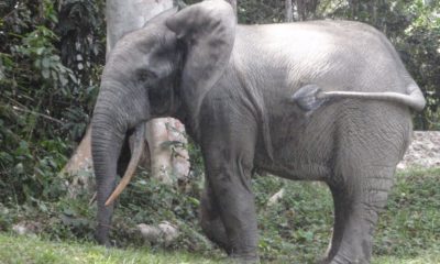 African Forest Elephant - Conservaton Report - Conjour - Dr Fiona Maisels
