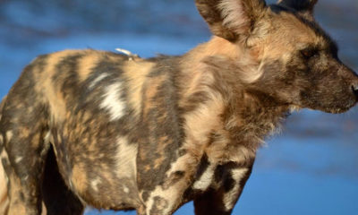 African Wild Dog - Painted Wolf - Conjour Species Conservation Report - Ben Leigh - Feature