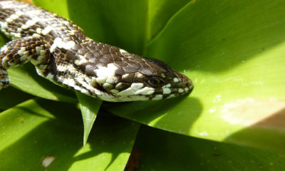 alligator lizard abronia frosti conjour conservation article