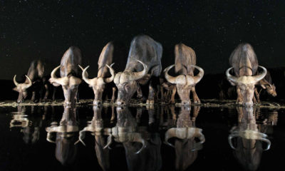 Andreas Hemb - Moments of Magic - Conjour Wildlife Photography Feature - Cape Buffalo and Stars