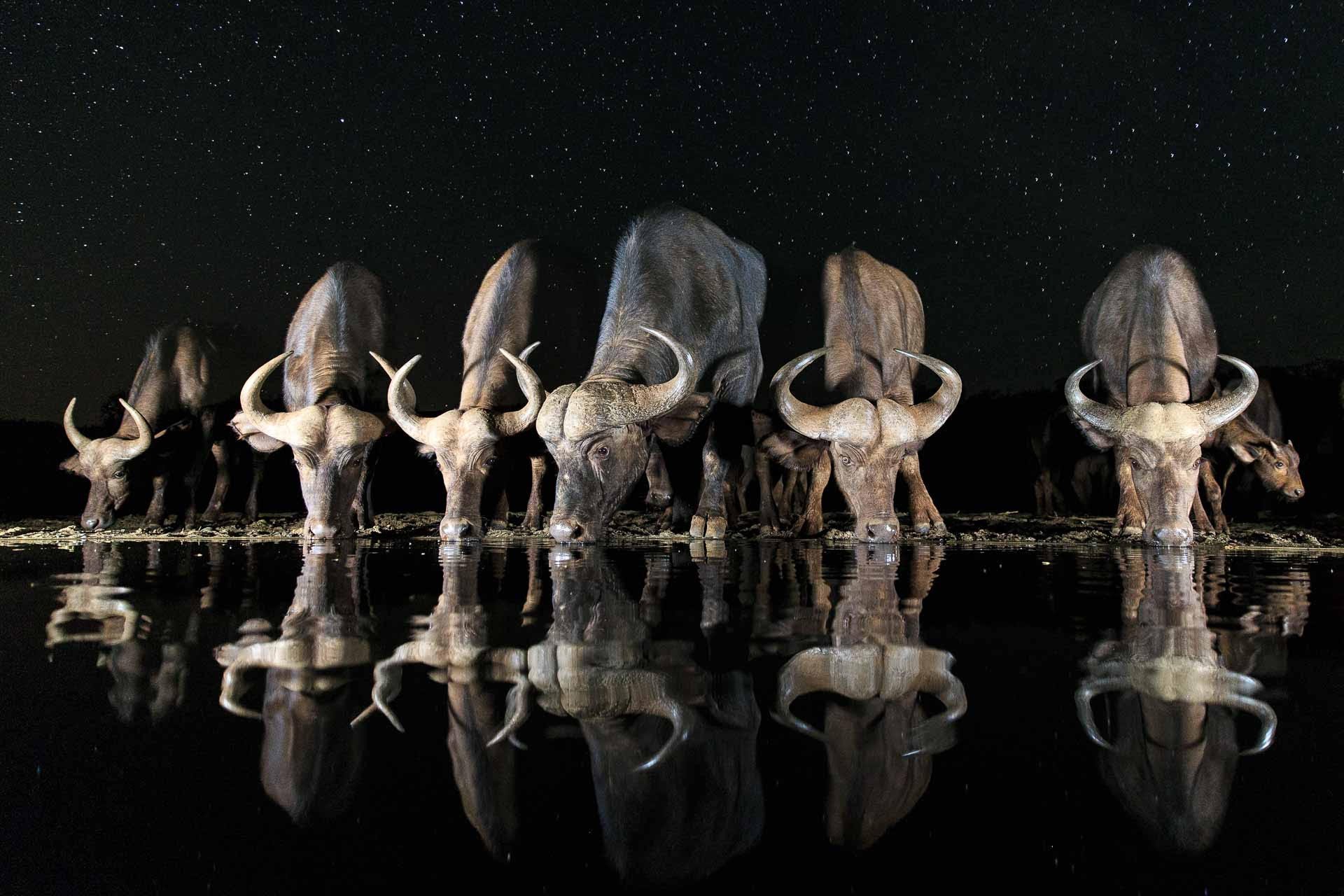 Andreas Hemb - Moments of Magic - Conjour Wildlife Photography Feature - Cape Buffalo and Stars