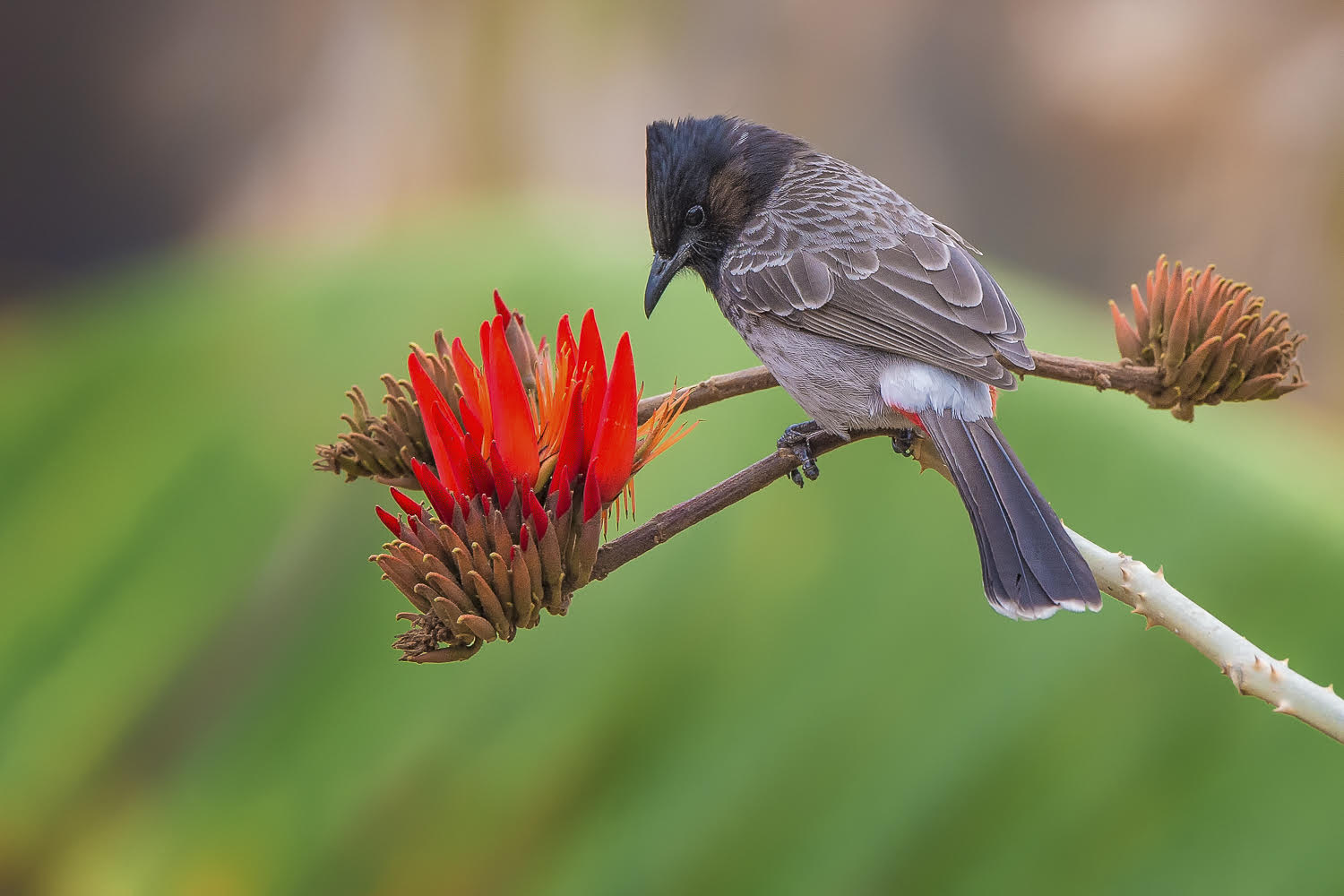 Birdlife: Red-crested Bulbul - Courtesy of Fanny Lai and Bjorn Olesen