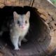Aussie Ark - Saving Australias Endangered Animals - Conjour Editorial - Conservation - Eastern Quoll - Feature