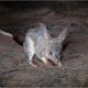 AWC - Feral-proof Fence - Bilby - Australian Animals