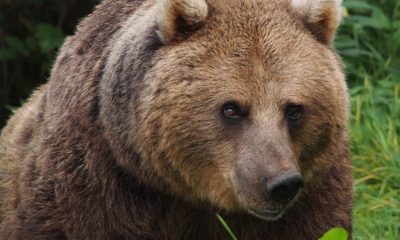 Bears Wolves UK - Rewilding - Conjour Zoological Report - Bear Wood - European brown bear