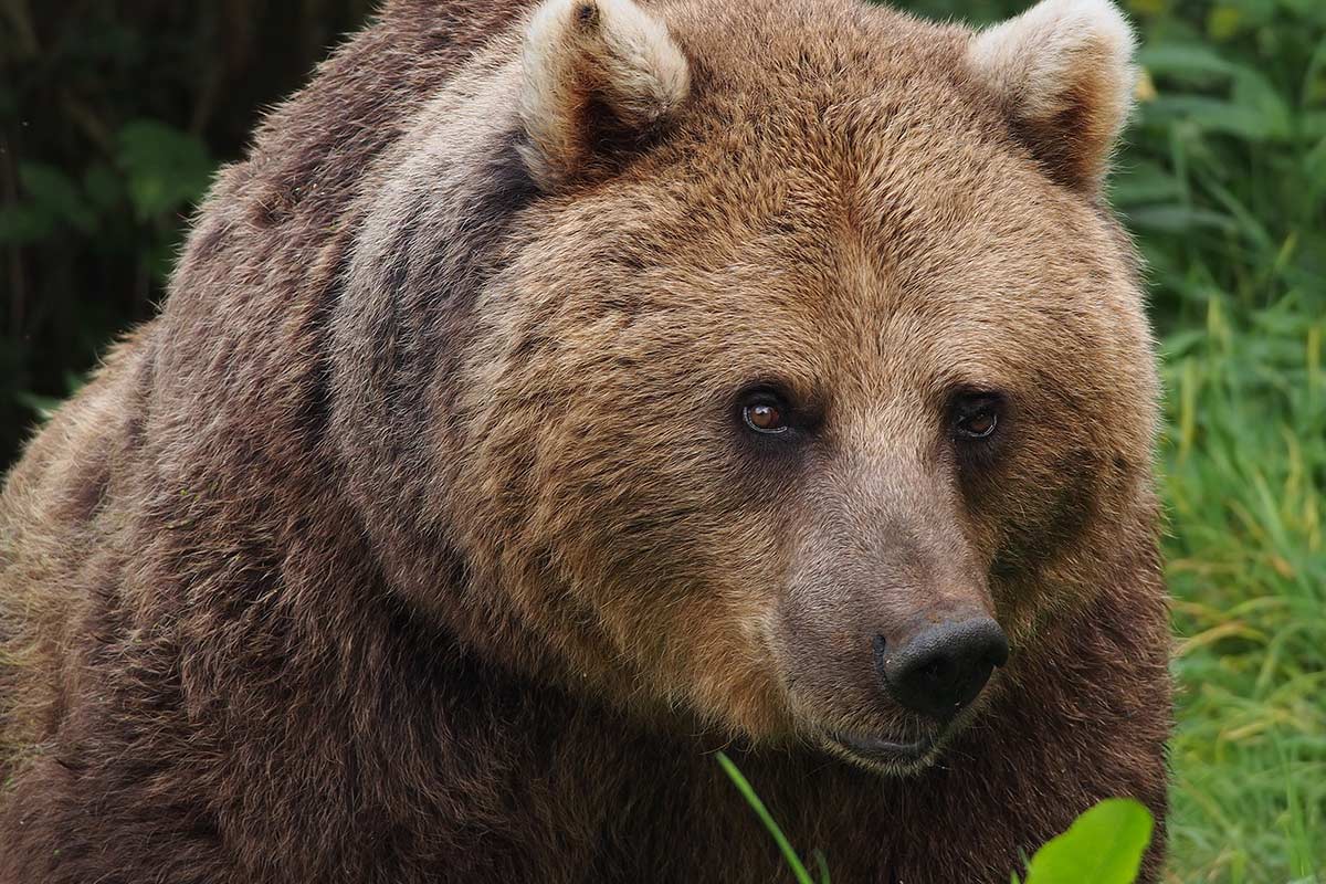 Bears Wolves UK - Rewilding - Conjour Zoological Report - Bear Wood - European brown bear