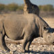 black rhinoceros Conjour conservation report