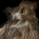 Blakistons Fish Owl - Banner
