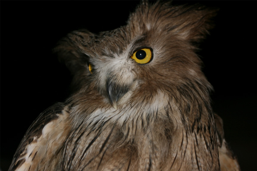 Blakistons Fish Owl - Banner