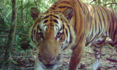 Breeding Indochinese Tiger Population Discovered - Conjour Editorial - Feature Image