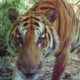 Breeding Indochinese Tiger Population Discovered - Conjour Editorial - Feature Image