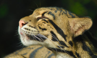 Clouded Leopard - Conjour Conservation Report - John White