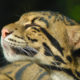 Clouded Leopard - Conjour Conservation Report - John White