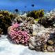 Conjour - Great Barrier Reef - Editorial
