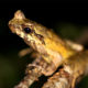 Conjour - New frog species - Hoang Lien horned frog 2