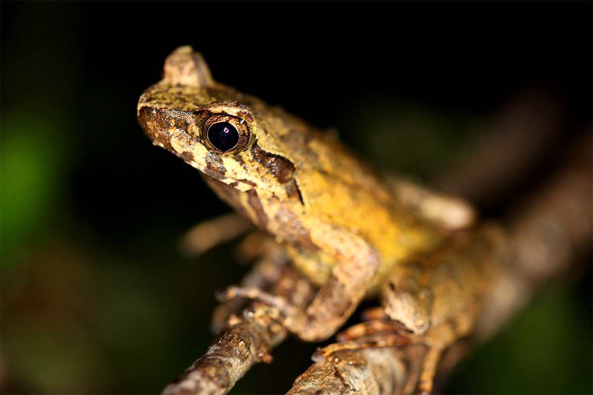 Conjour - New frog species - Hoang Lien horned frog 2