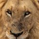 Conjour - Wildlife Photography - Megan Carstens - Conservation Photography - Lion