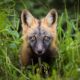 Cross Fox - vulpes vulpes - Brittany Crossman - Vulpes Vulpes - The Red Fox - Conjour Wildlife Photography Feature - 1