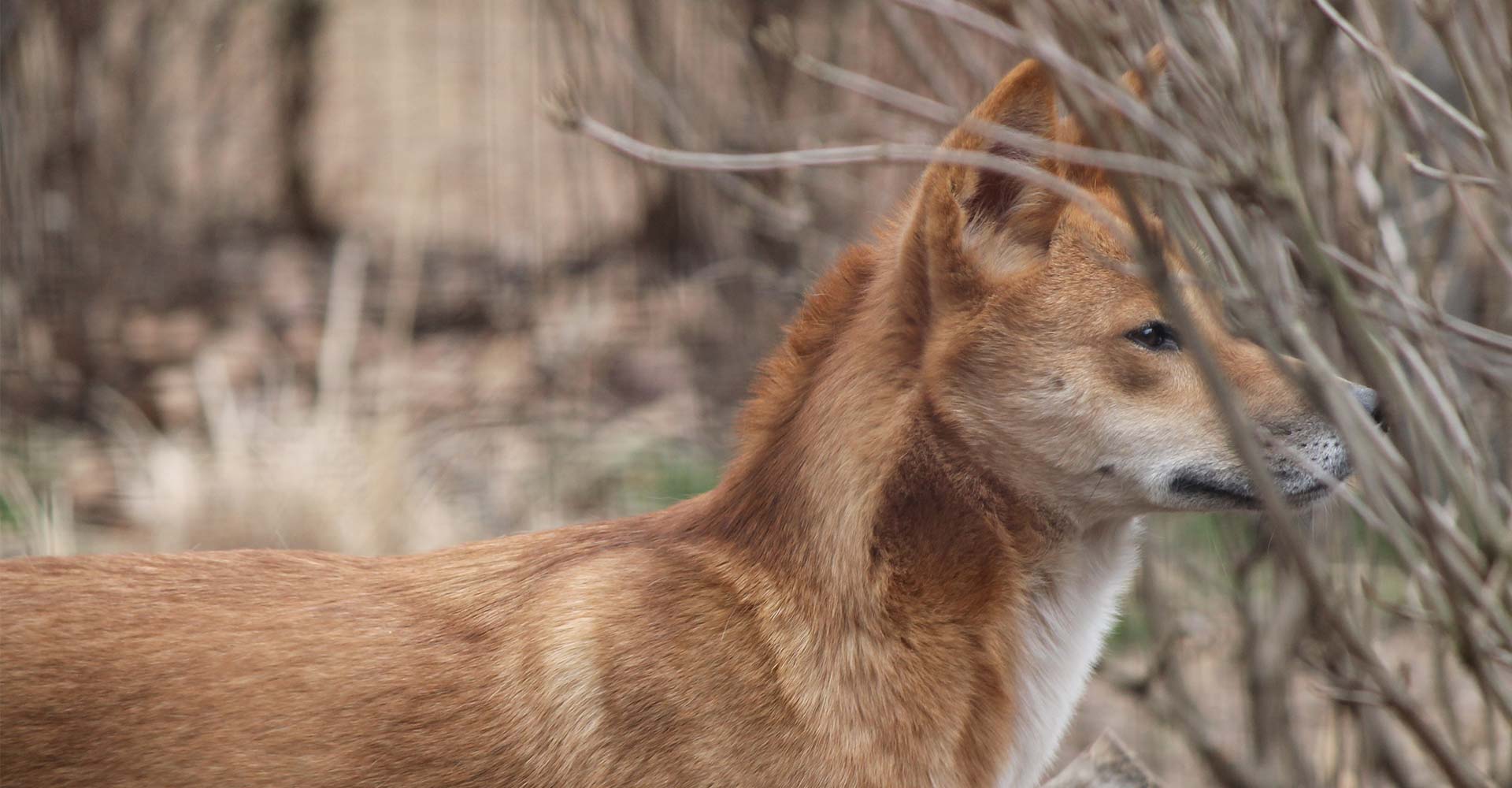 Culling Predators May Cause More Livestock Death - Conjour Conservation Editorial - Feature Image - Dingo